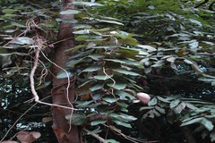 Coscinium fenestratum